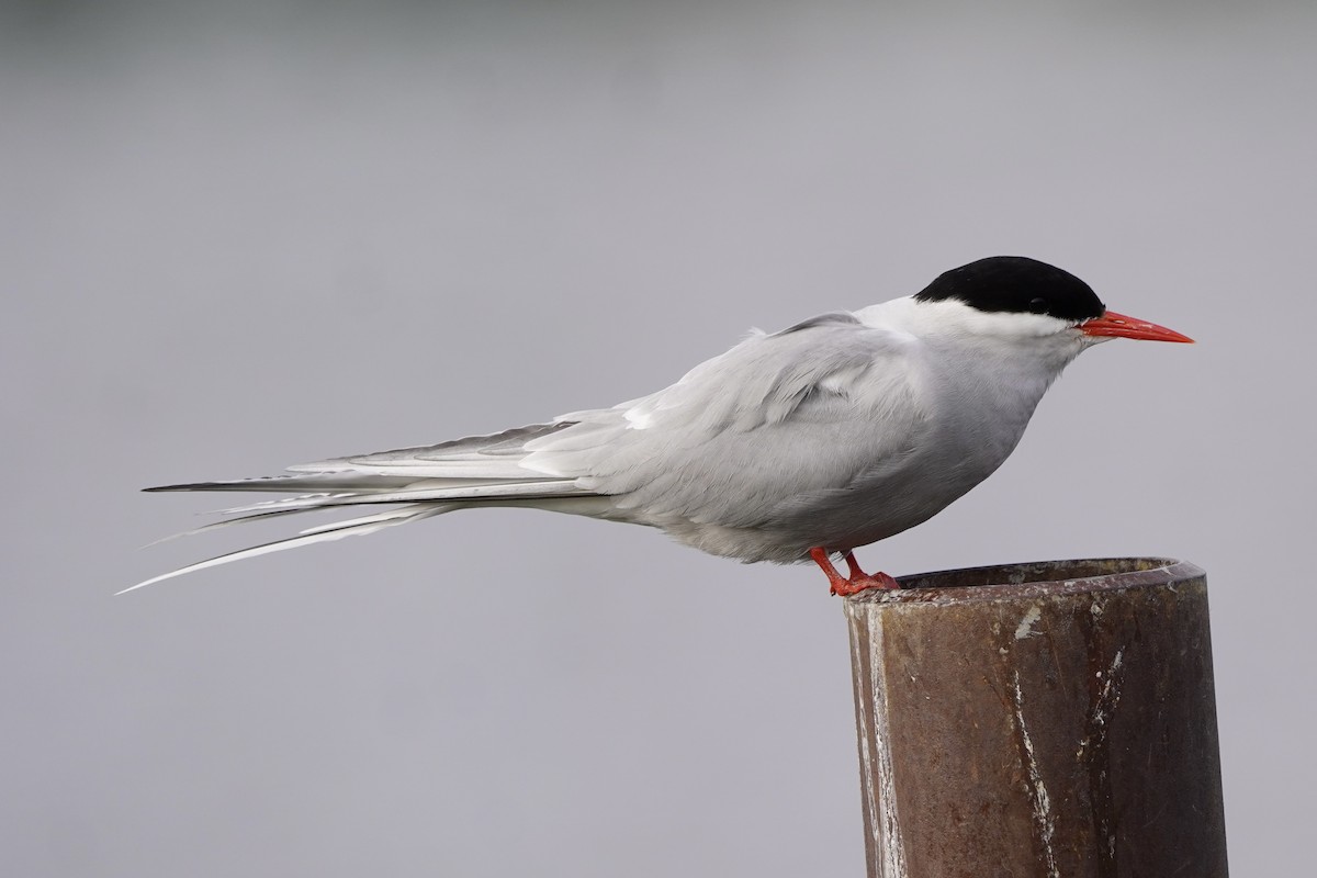 Arctic Tern - ML638333403