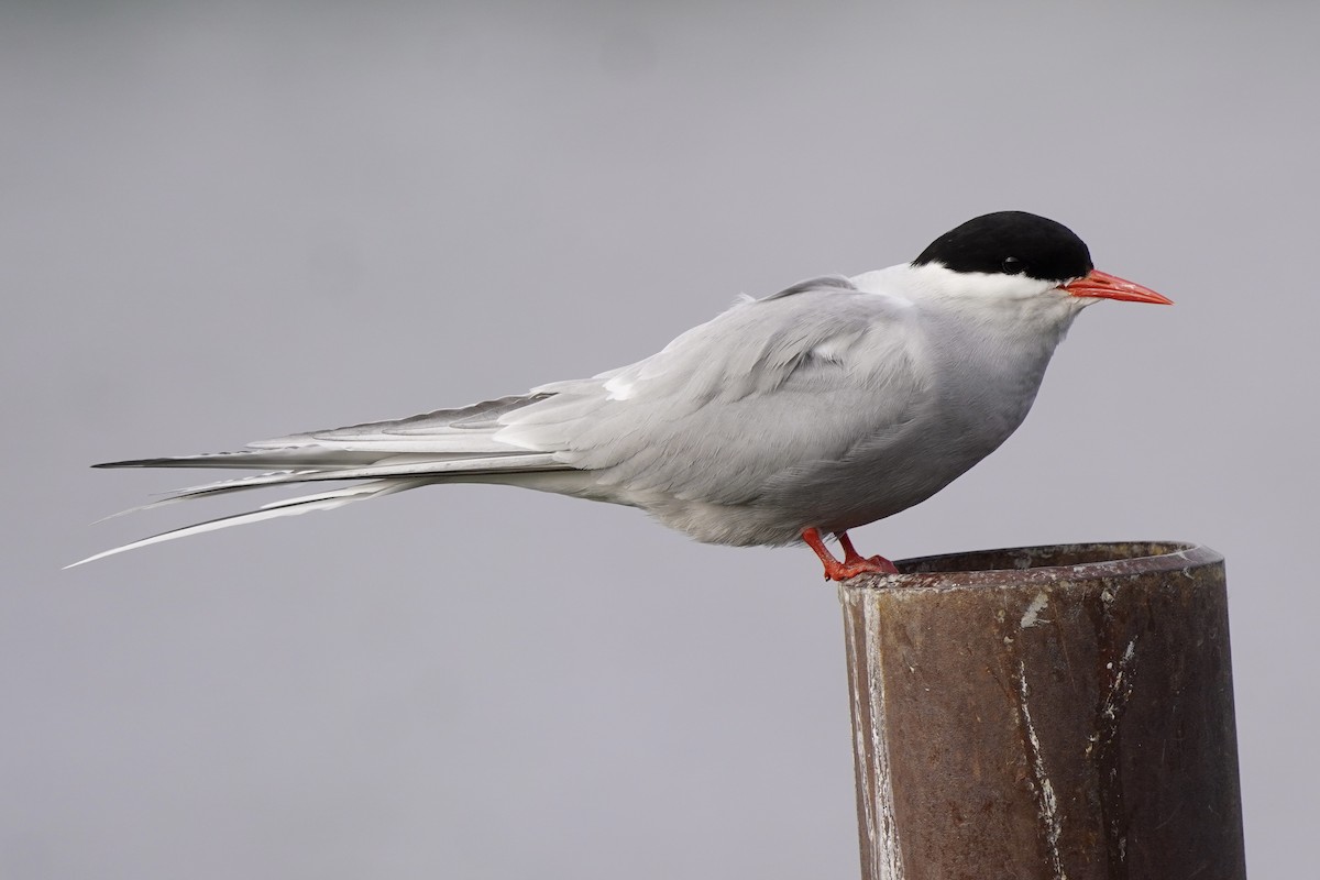 Arctic Tern - ML638333404