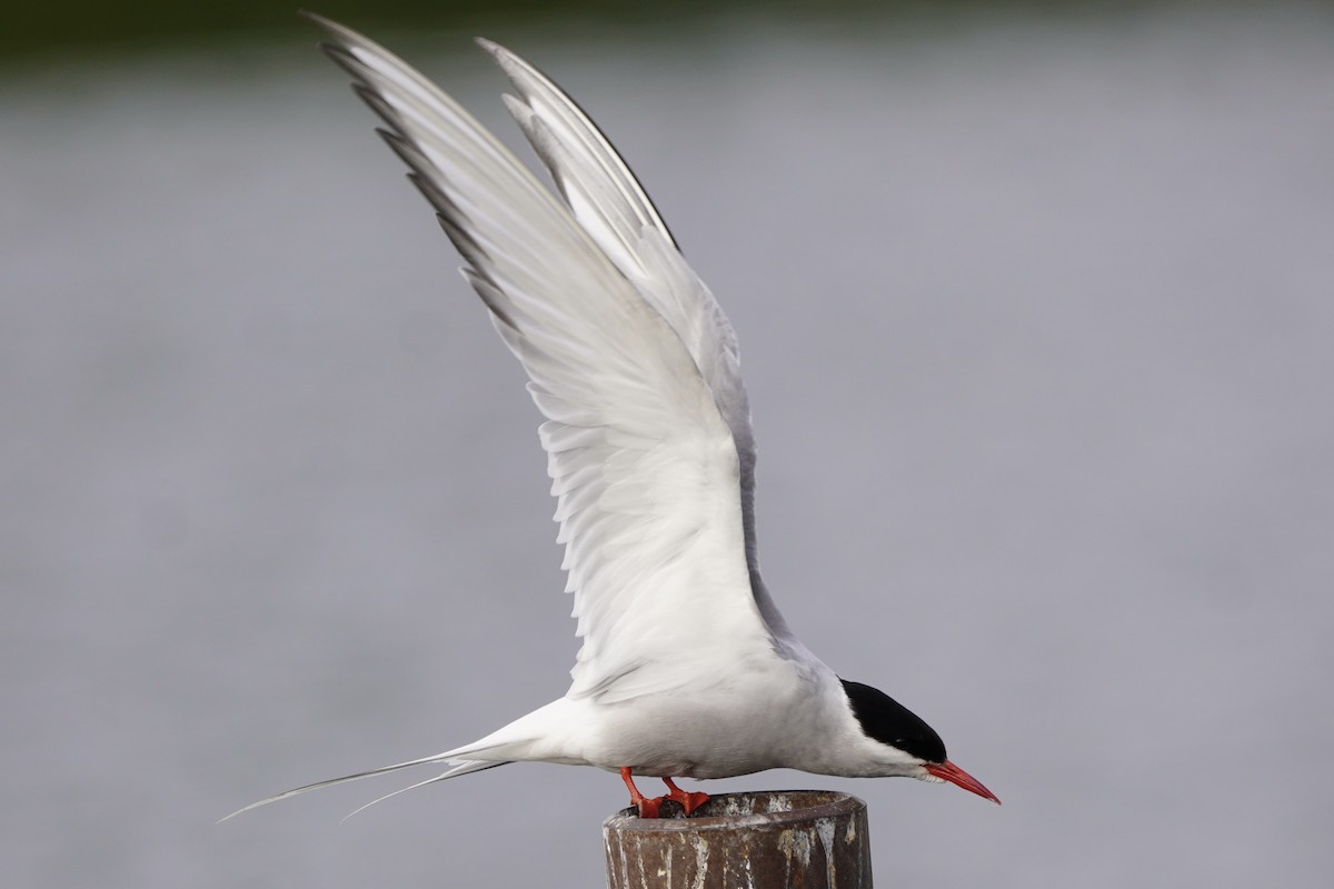 Arctic Tern - ML638333405