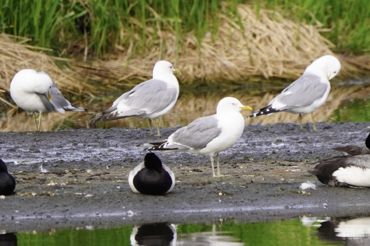 Short-billed Gull - ML638333411