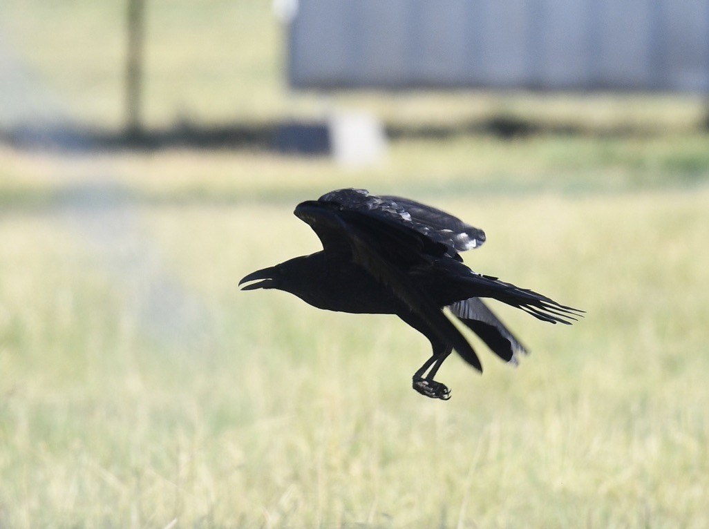 Common Raven - ML638333412
