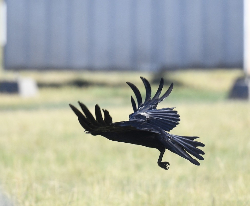 Common Raven - ML638333413
