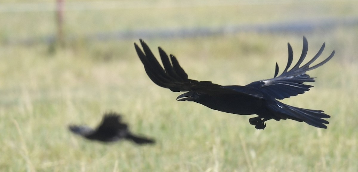 Common Raven - ML638333414