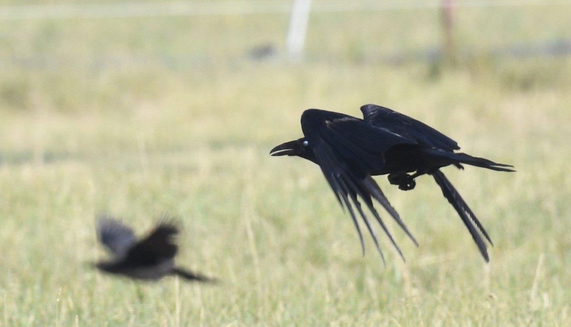 Common Raven - ML638333415
