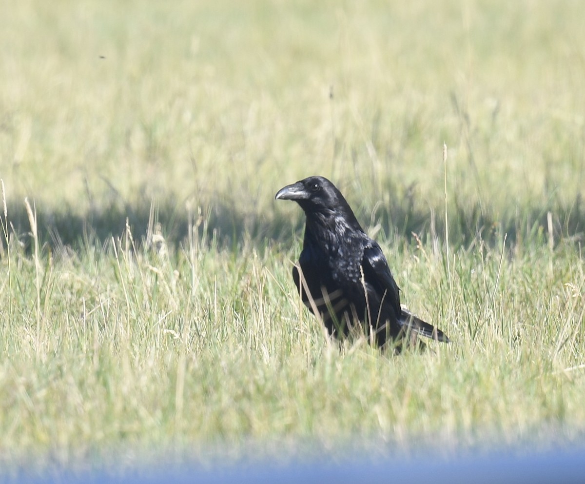Common Raven - ML638333416