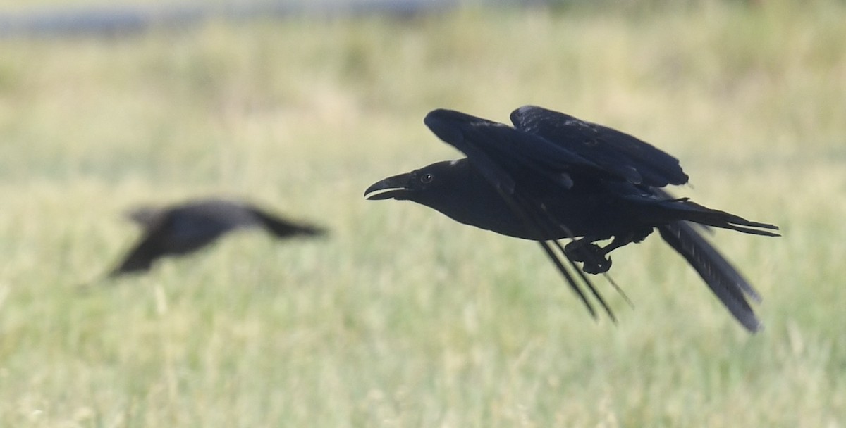 Common Raven - ML638333417