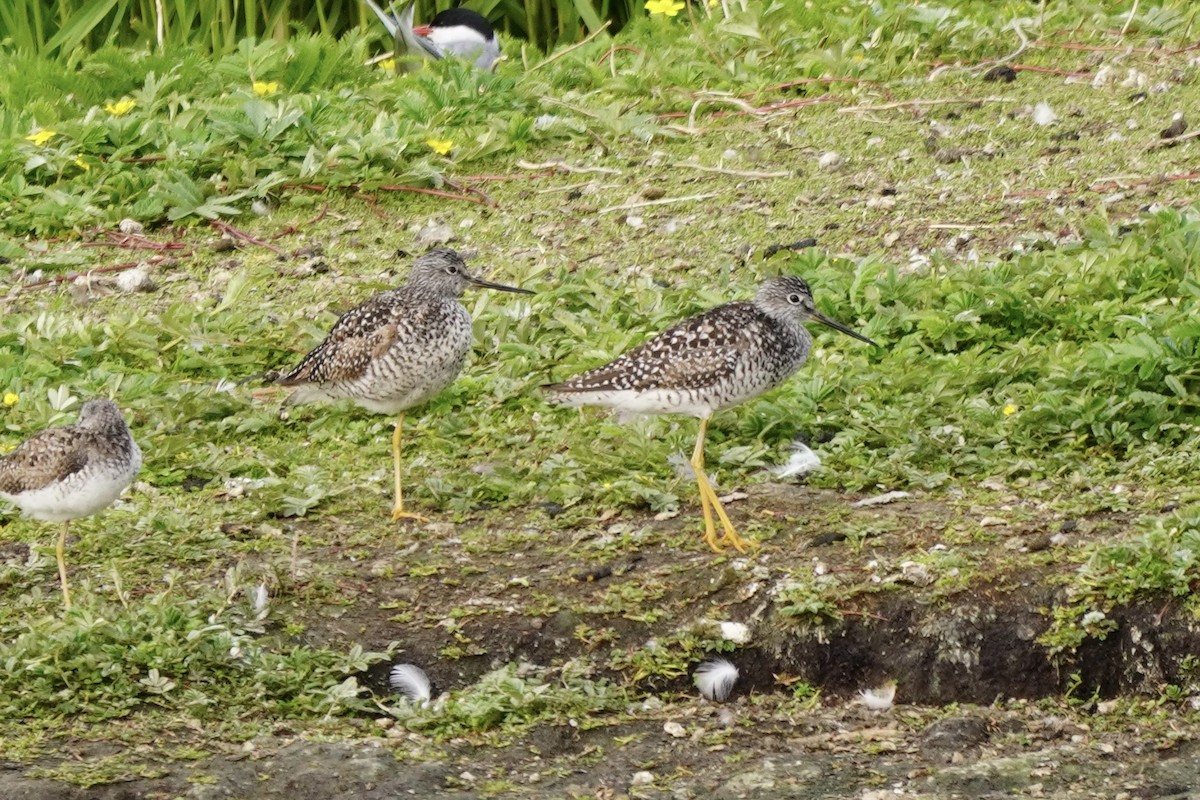 Greater Yellowlegs - ML638333419