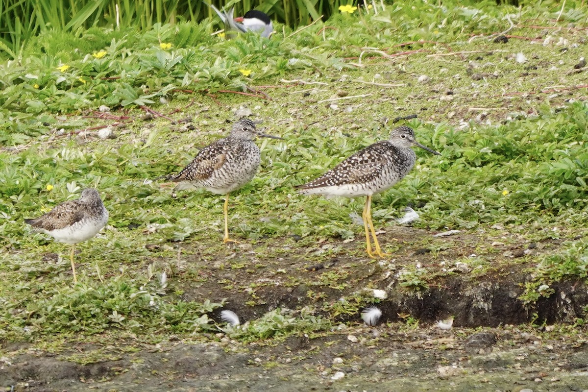Greater Yellowlegs - ML638333420
