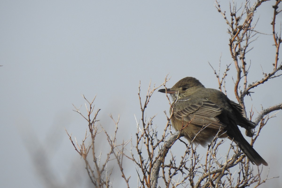 Great Shrike-Tyrant - ML638333421