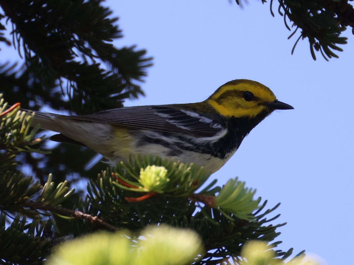 Grünmantel-Waldsänger - ML638333430