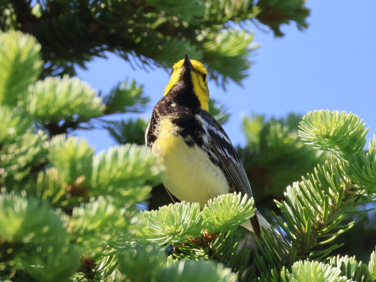 Black-throated Green Warbler - ML638333431