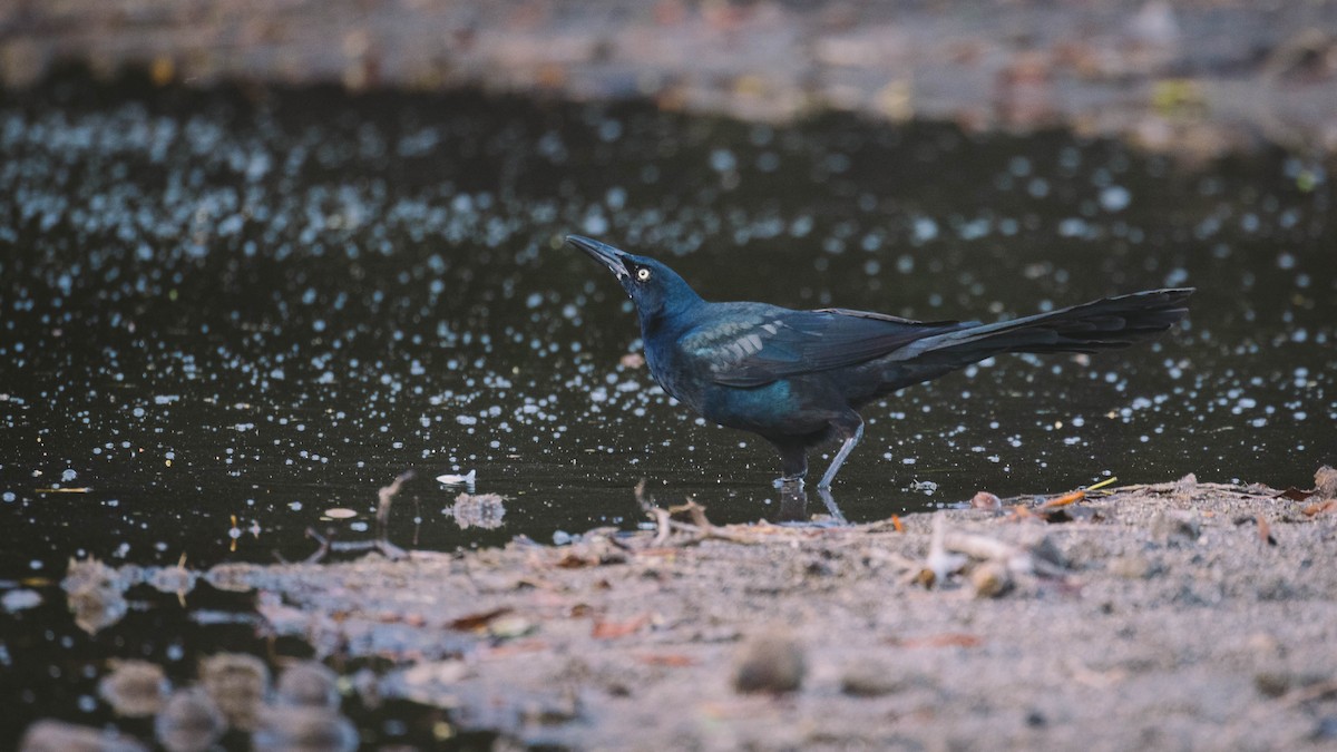 Great-tailed Grackle - ML638333434
