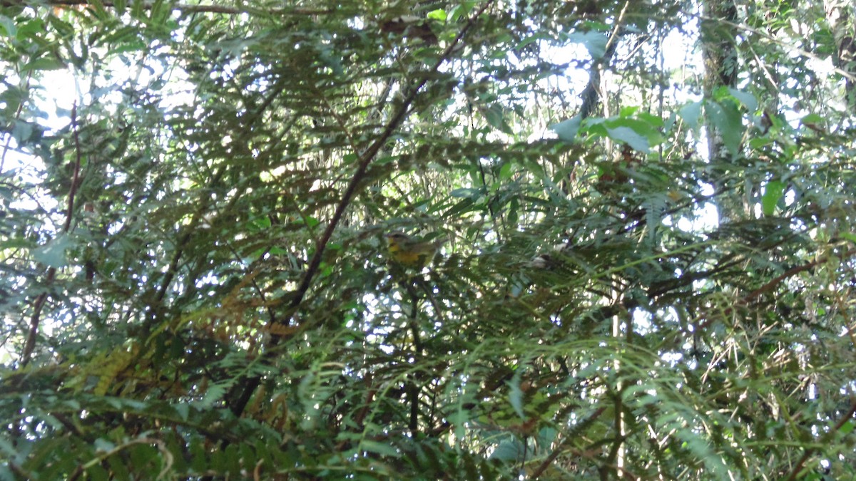 Golden-crowned Warbler - ML638333438