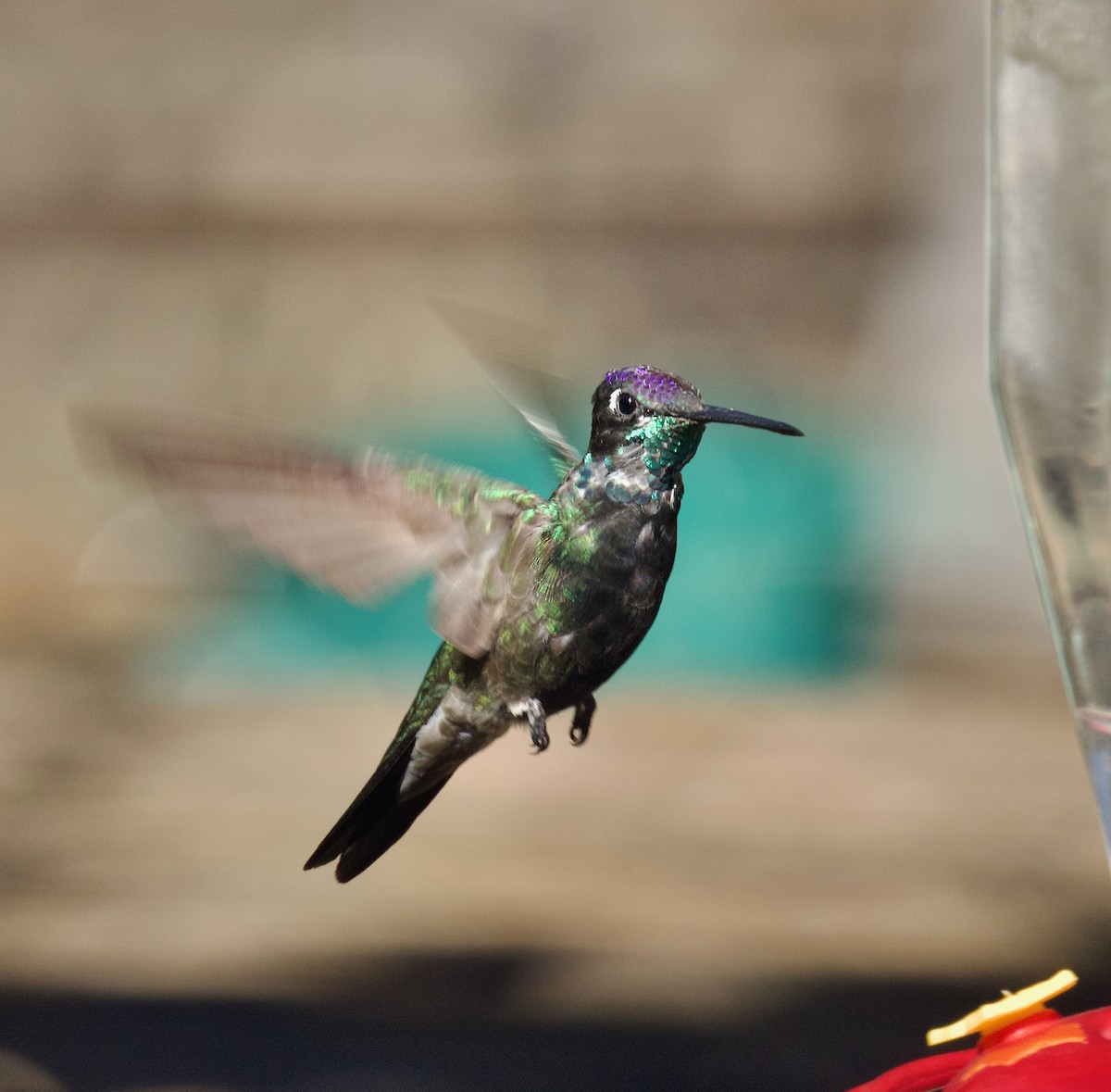 Rivoli's Hummingbird - ML638333459