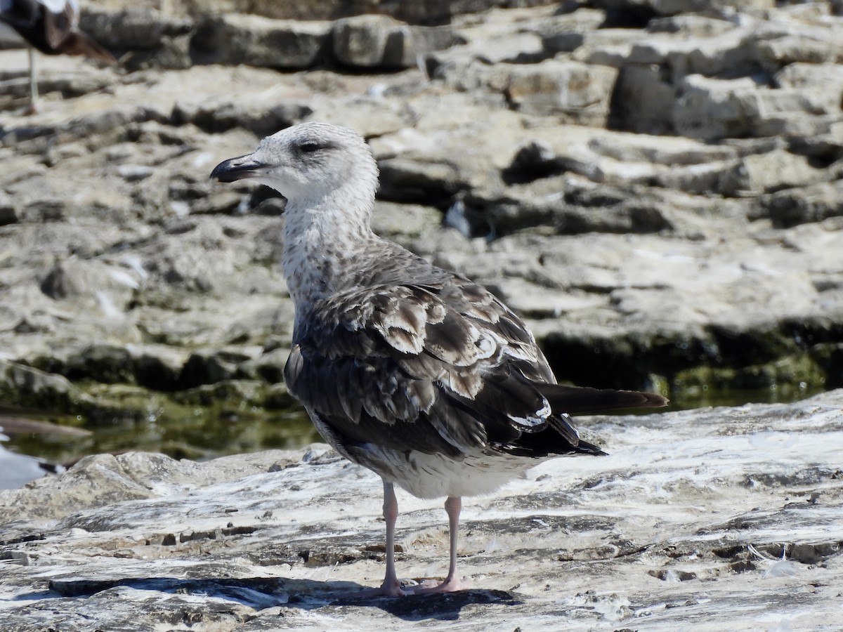 Lesser Black-backed Gull - ML638333463