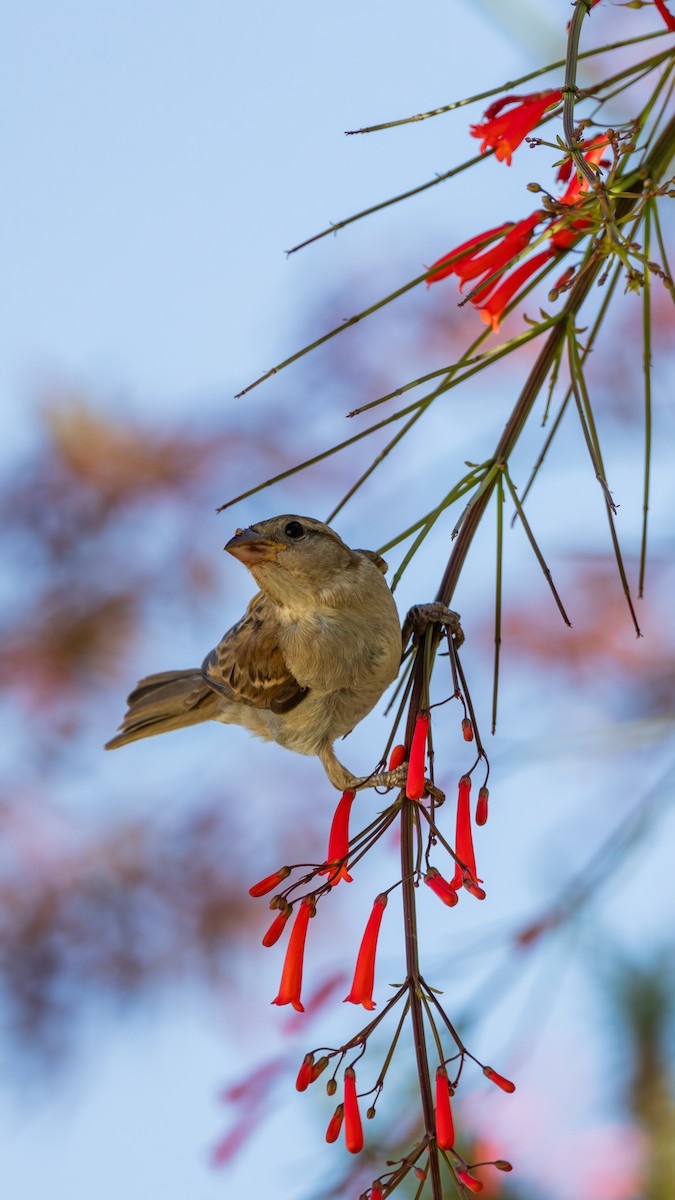 House Sparrow - ML638333465