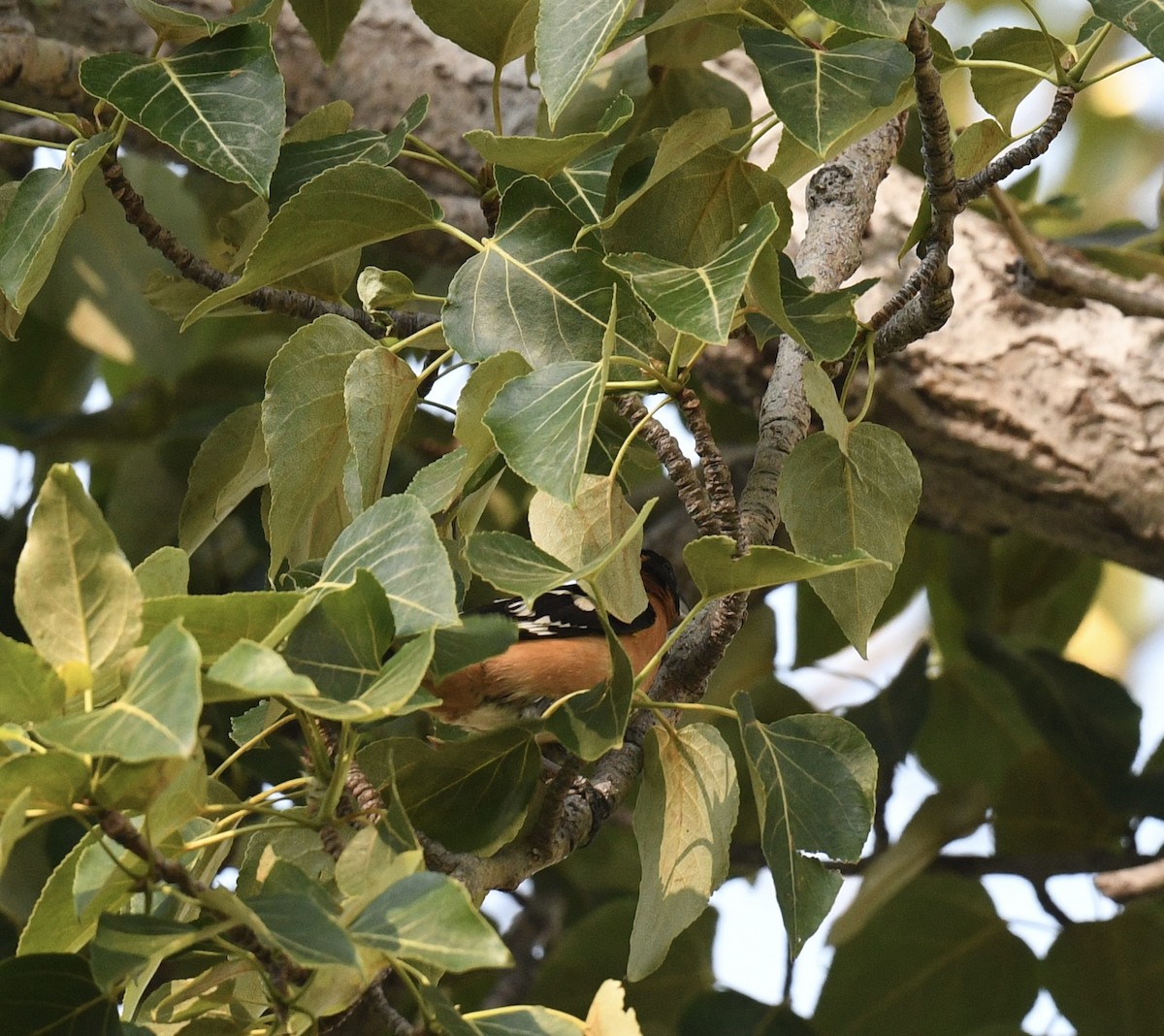 Black-headed Grosbeak - ML638333466