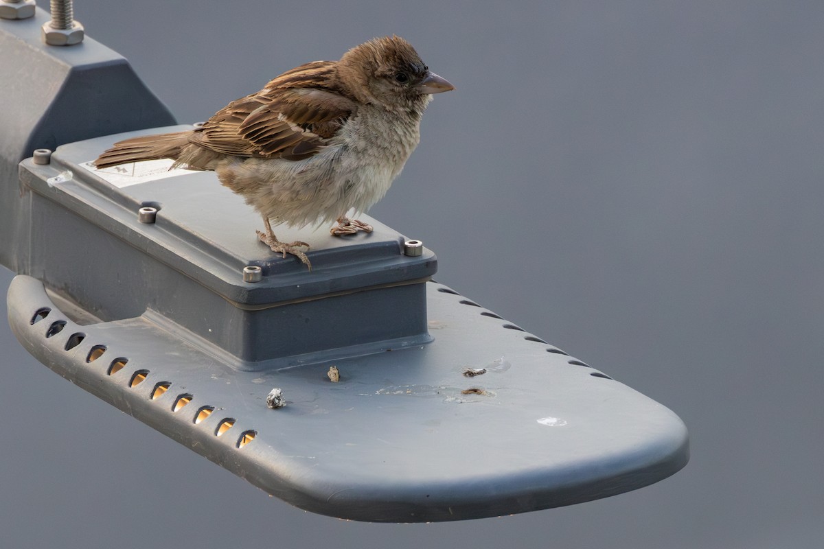 House Sparrow - ML638333467