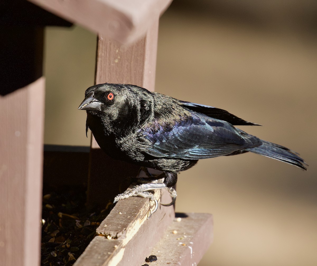 Bronzed Cowbird - ML638333468