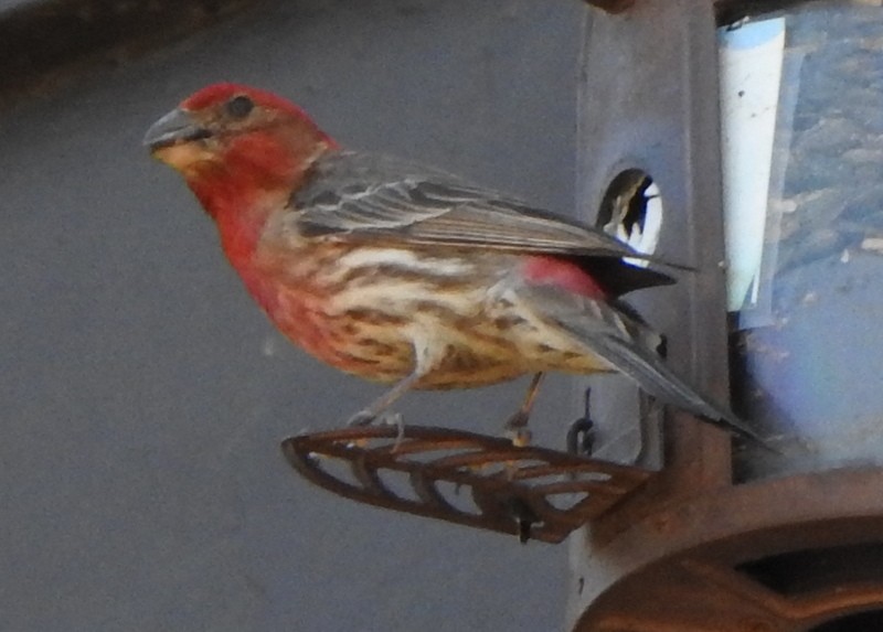 House Finch - ML638333472