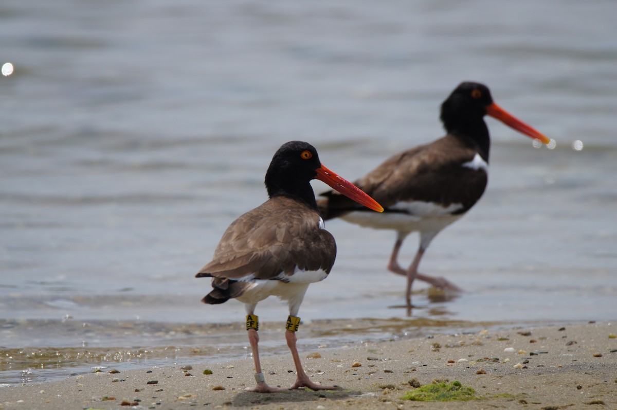 American Oystercatcher - ML638333474