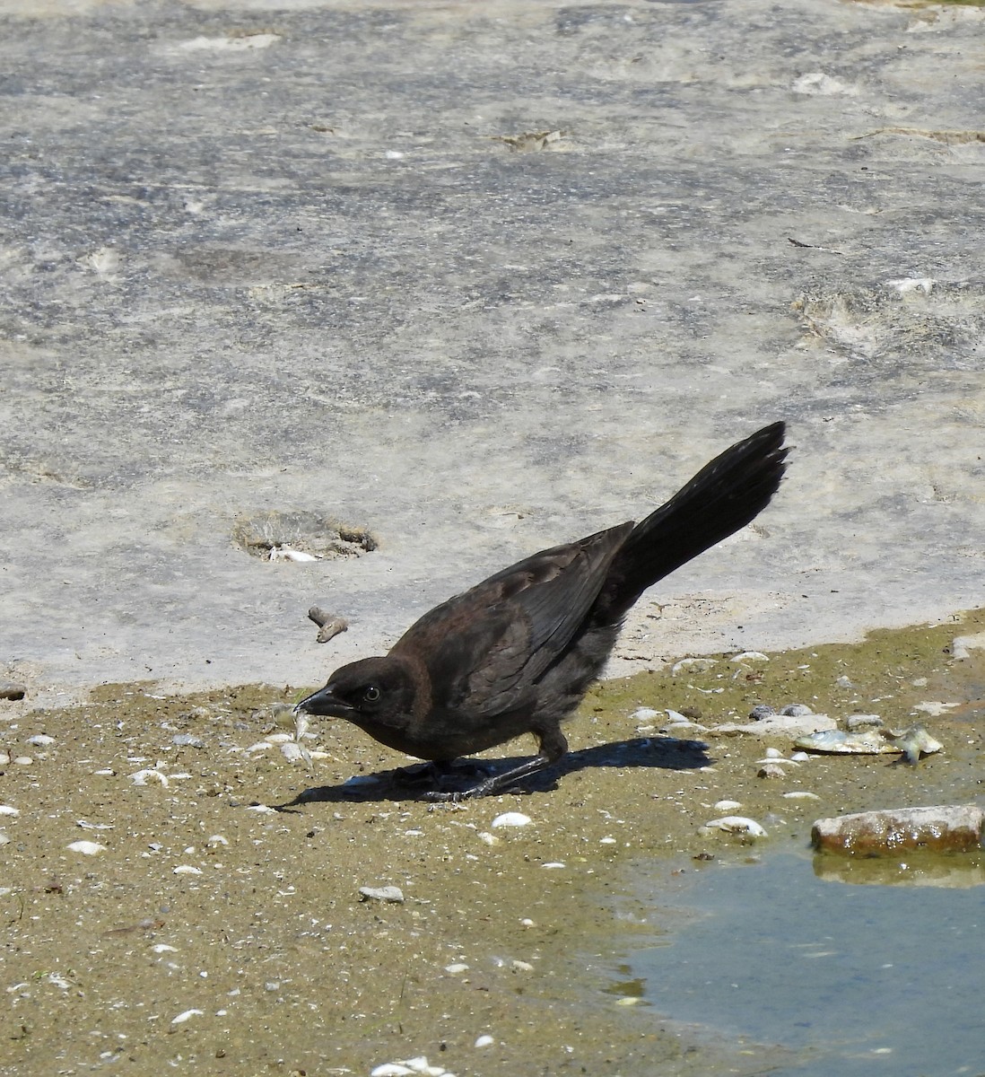 Common Grackle - ML638333476
