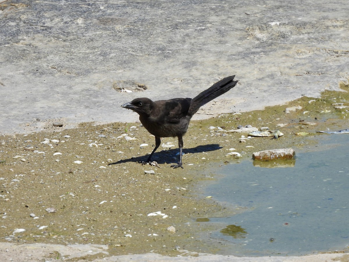 Common Grackle - ML638333477