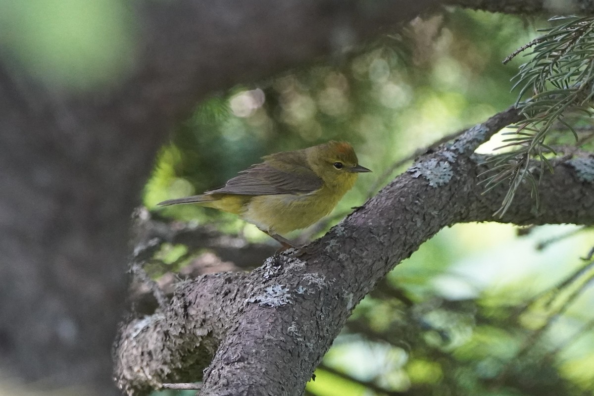 Orange-crowned Warbler - ML638333479