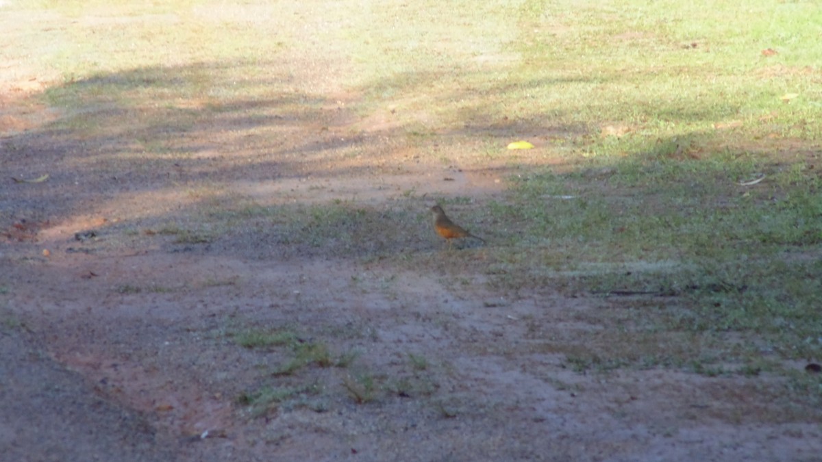Rufous-bellied Thrush - ML638333486