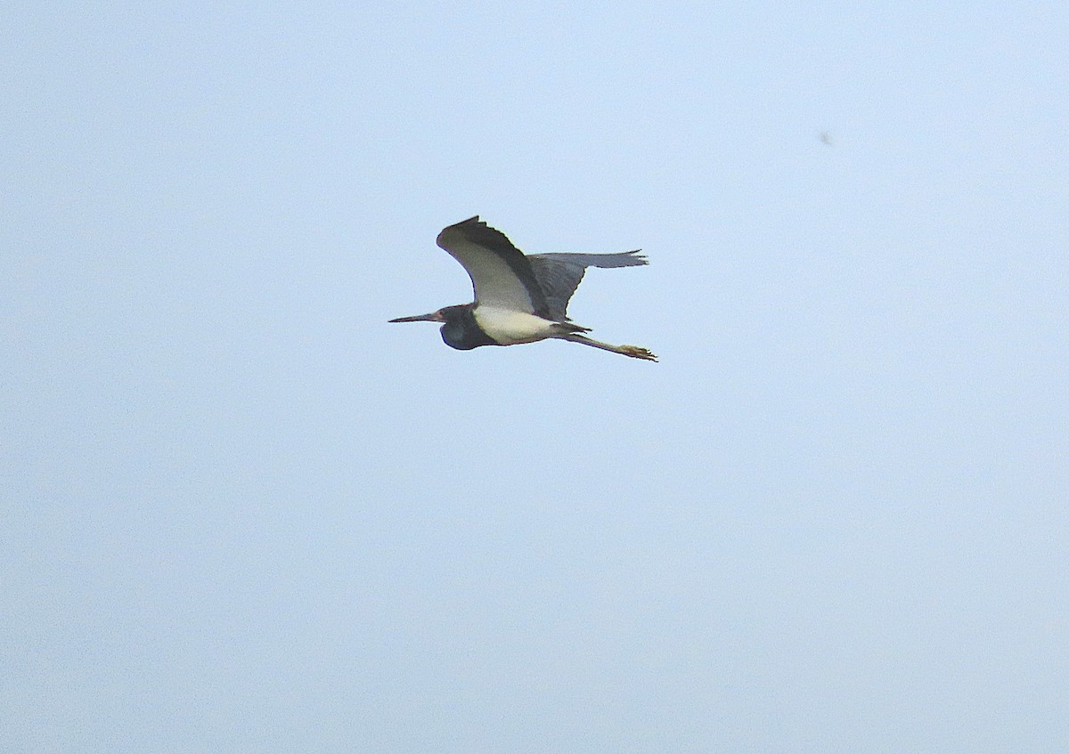 Tricolored Heron - ML638333492