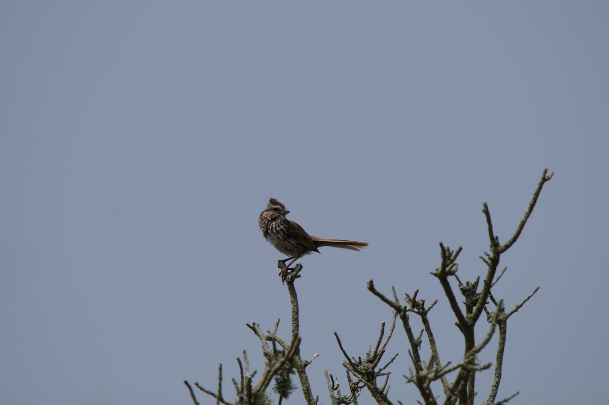 Song Sparrow (melodia/atlantica) - ML638333494
