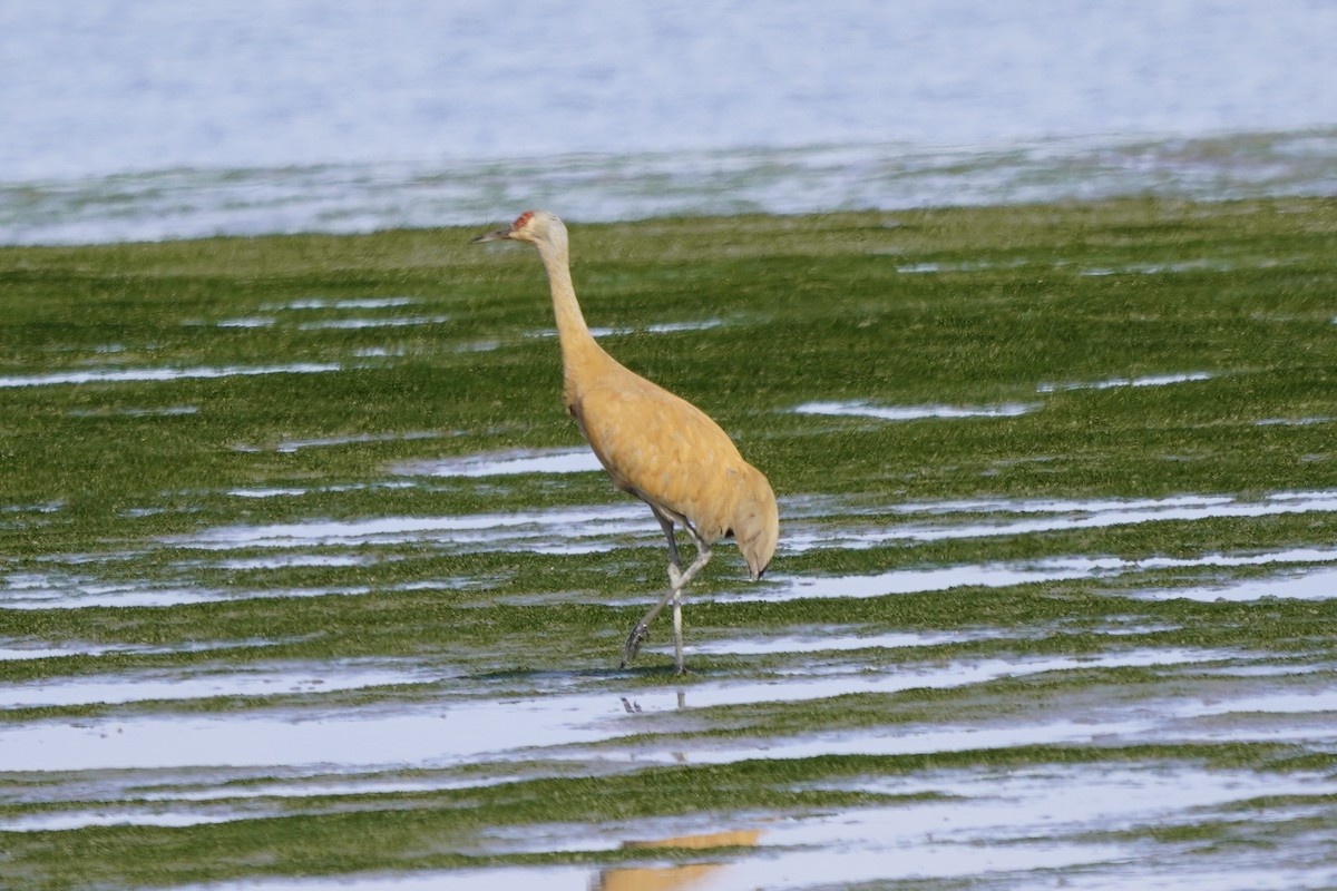 Sandhill Crane - ML638333495