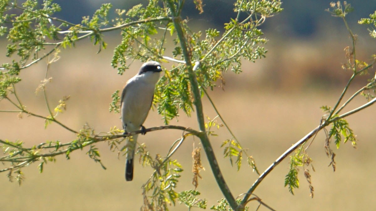 Red-backed Shrike - ML638333503