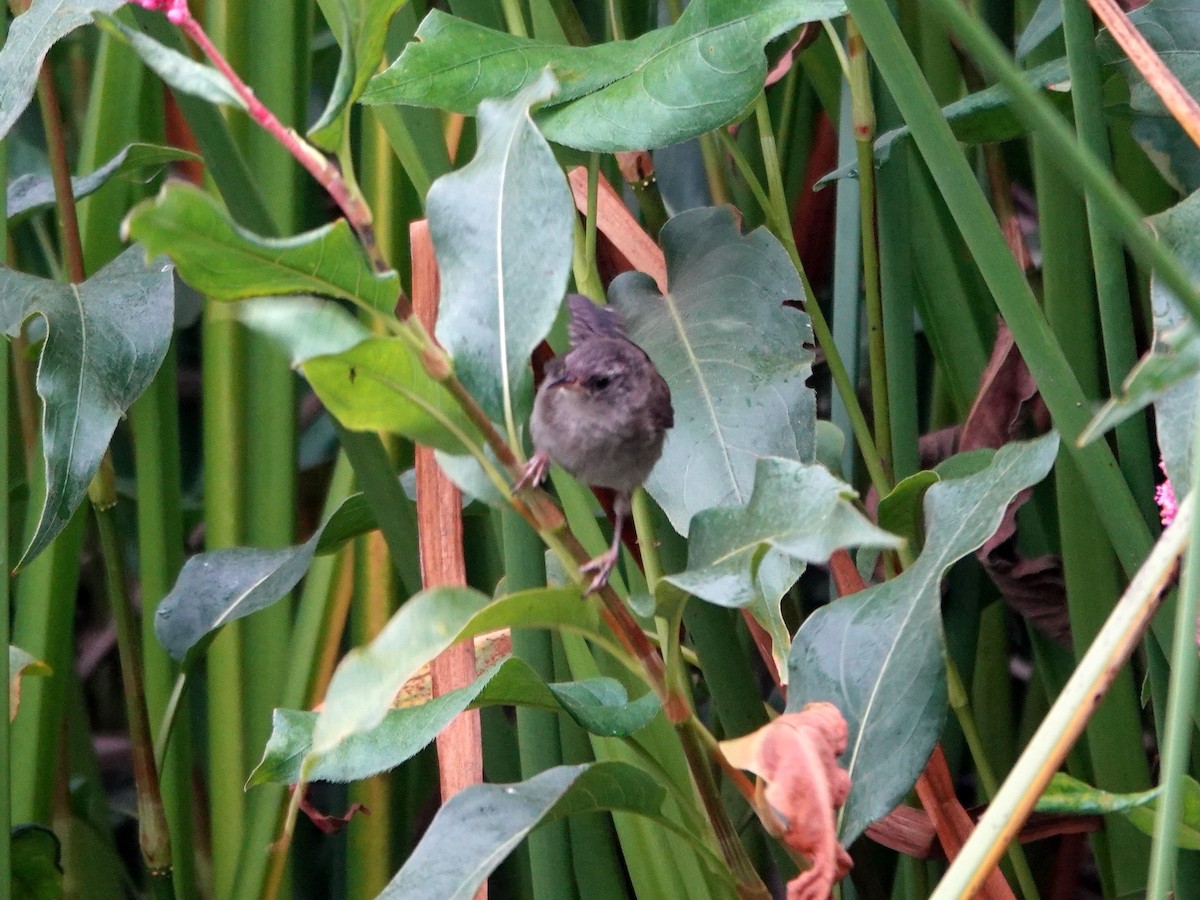 Marsh Wren - ML638333508