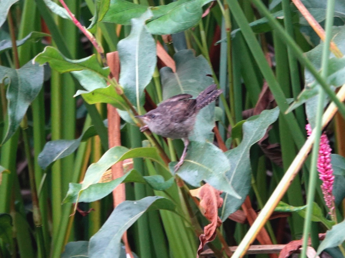 Marsh Wren - ML638333510