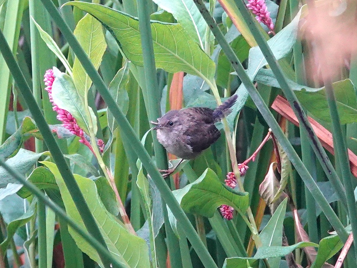 Marsh Wren - ML638333511