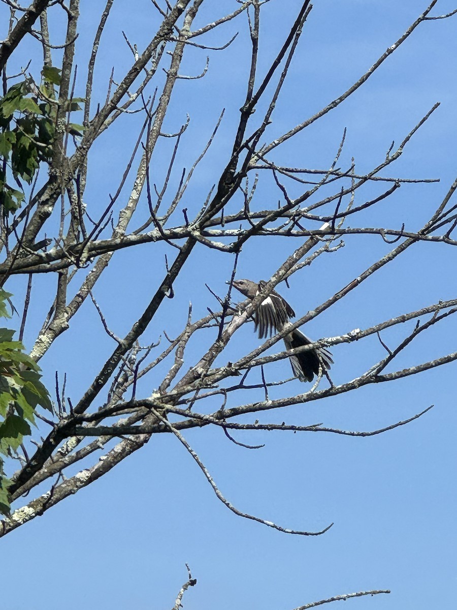 Northern Mockingbird - ML638333513
