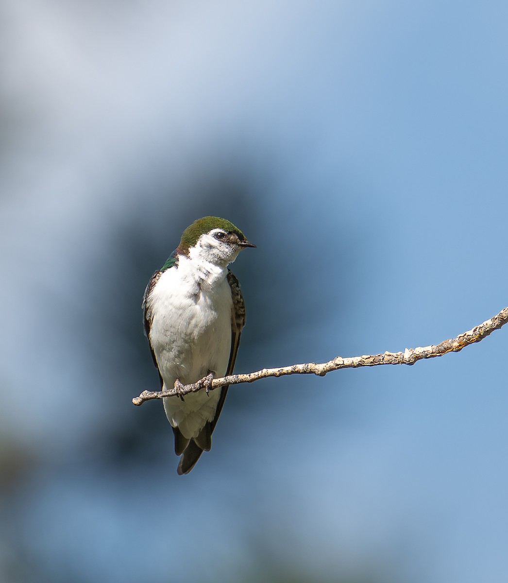 Golondrina Verdemar - ML638333561