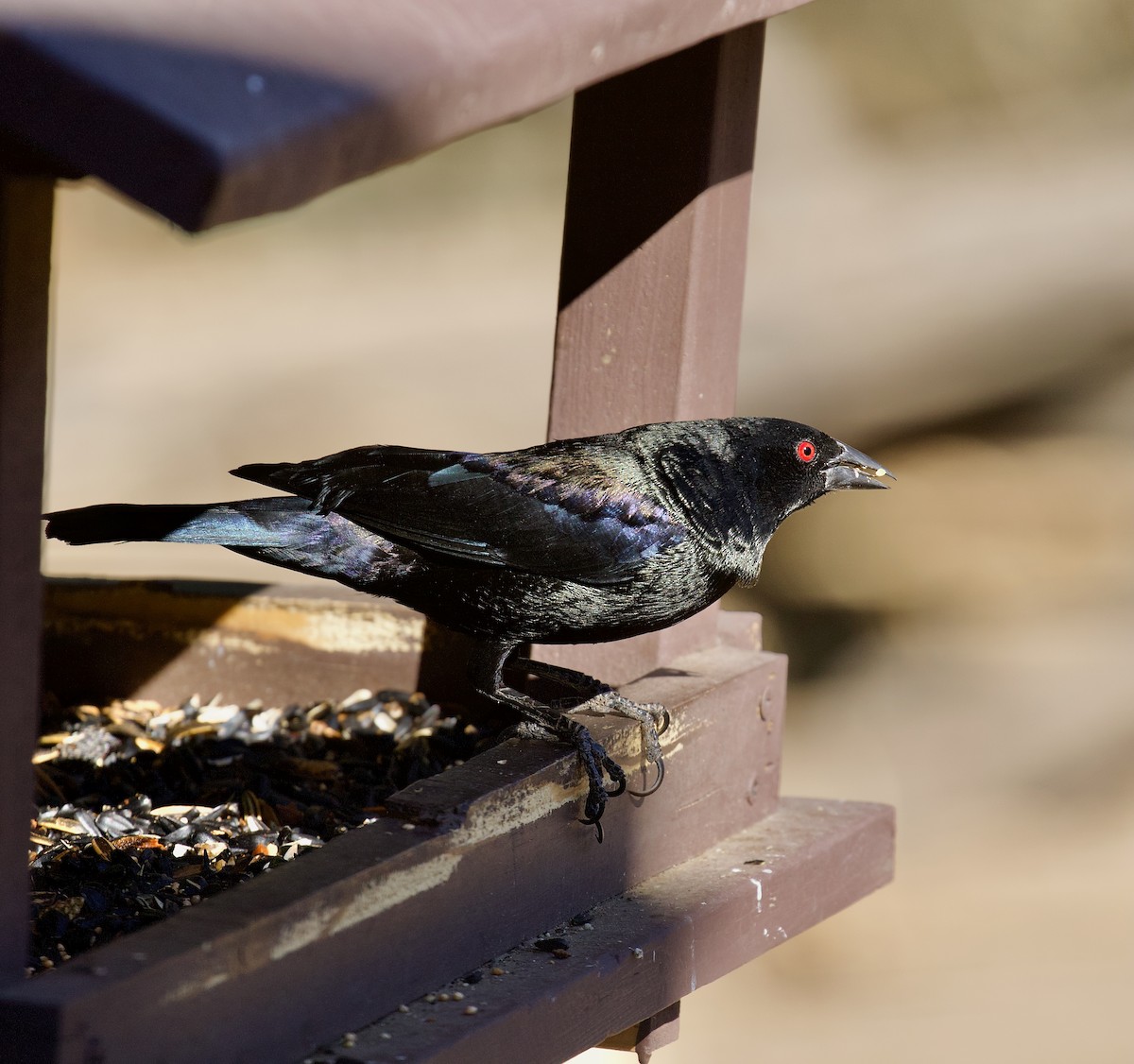 Bronzed Cowbird - ML638333569