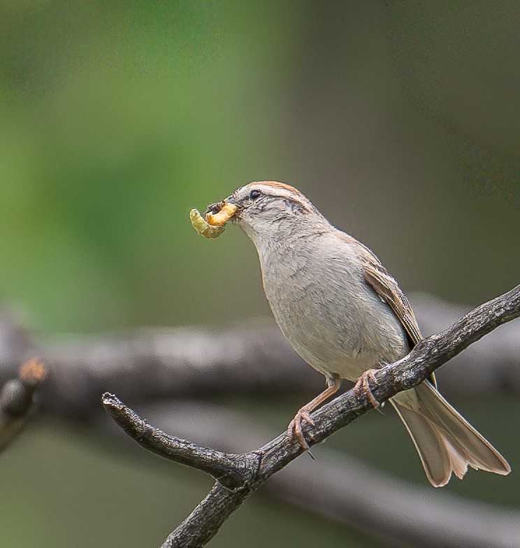 Chipping Sparrow - ML638333574