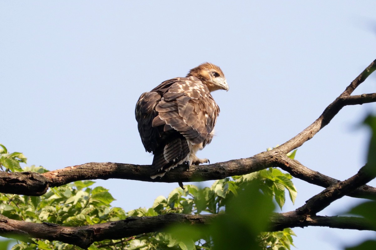 Red-tailed Hawk - ML638333579