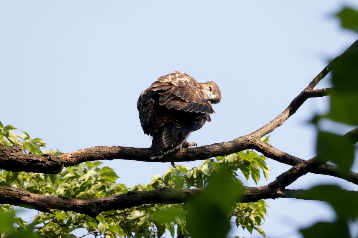 Red-tailed Hawk - ML638333580