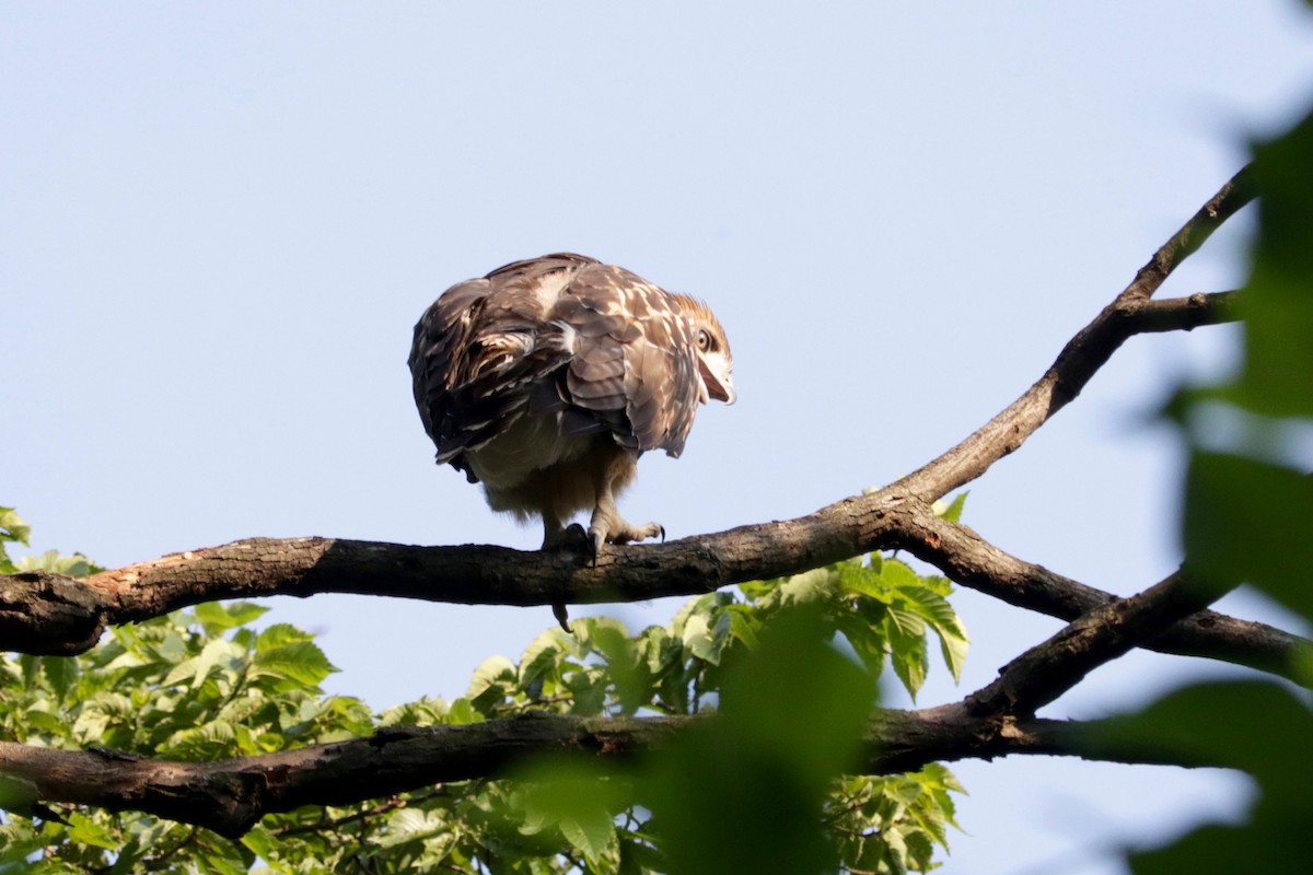 Red-tailed Hawk - ML638333581