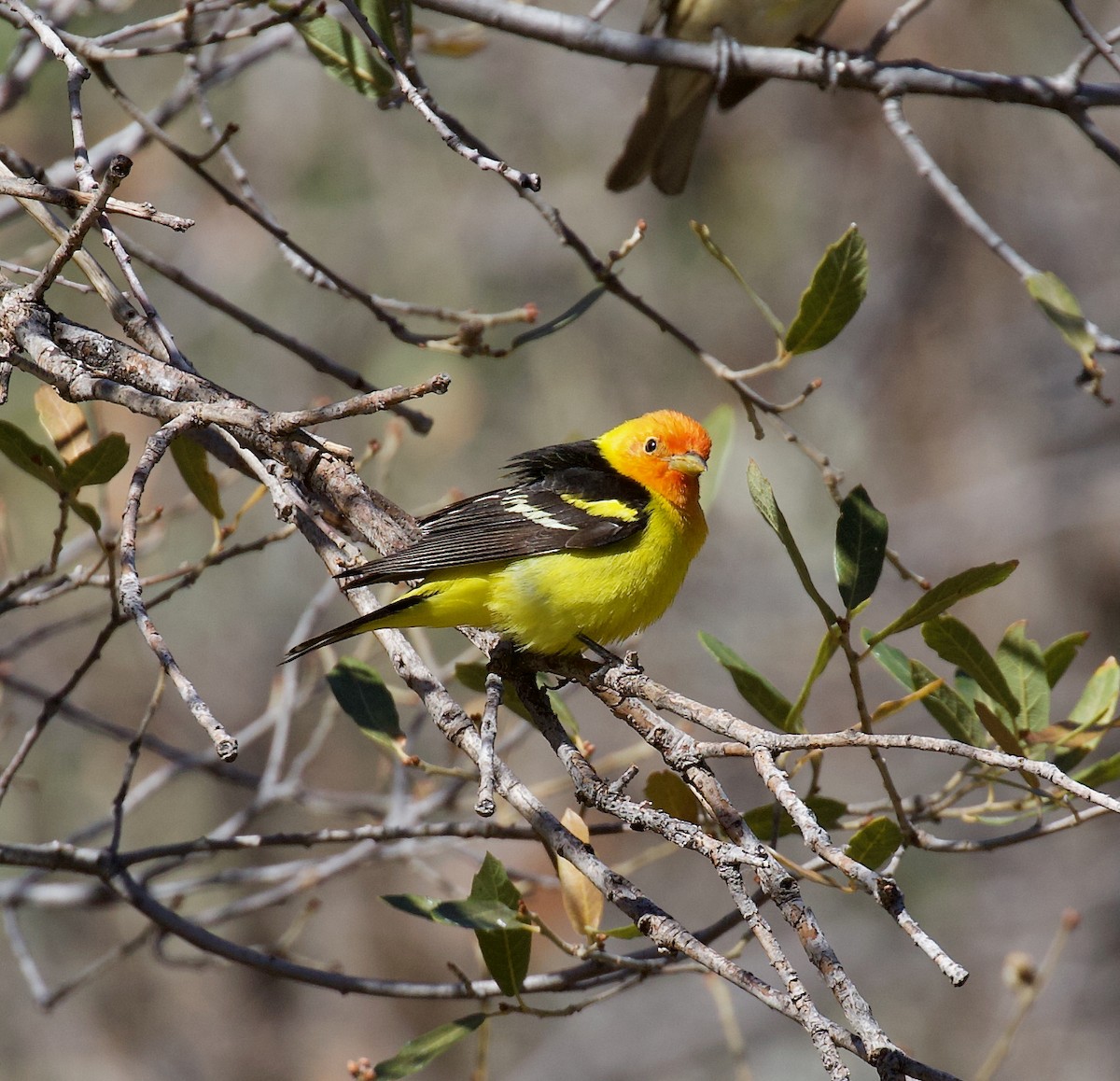 Western Tanager - ML638333586