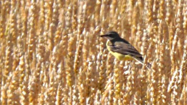 Western Yellow Wagtail - ML638333595