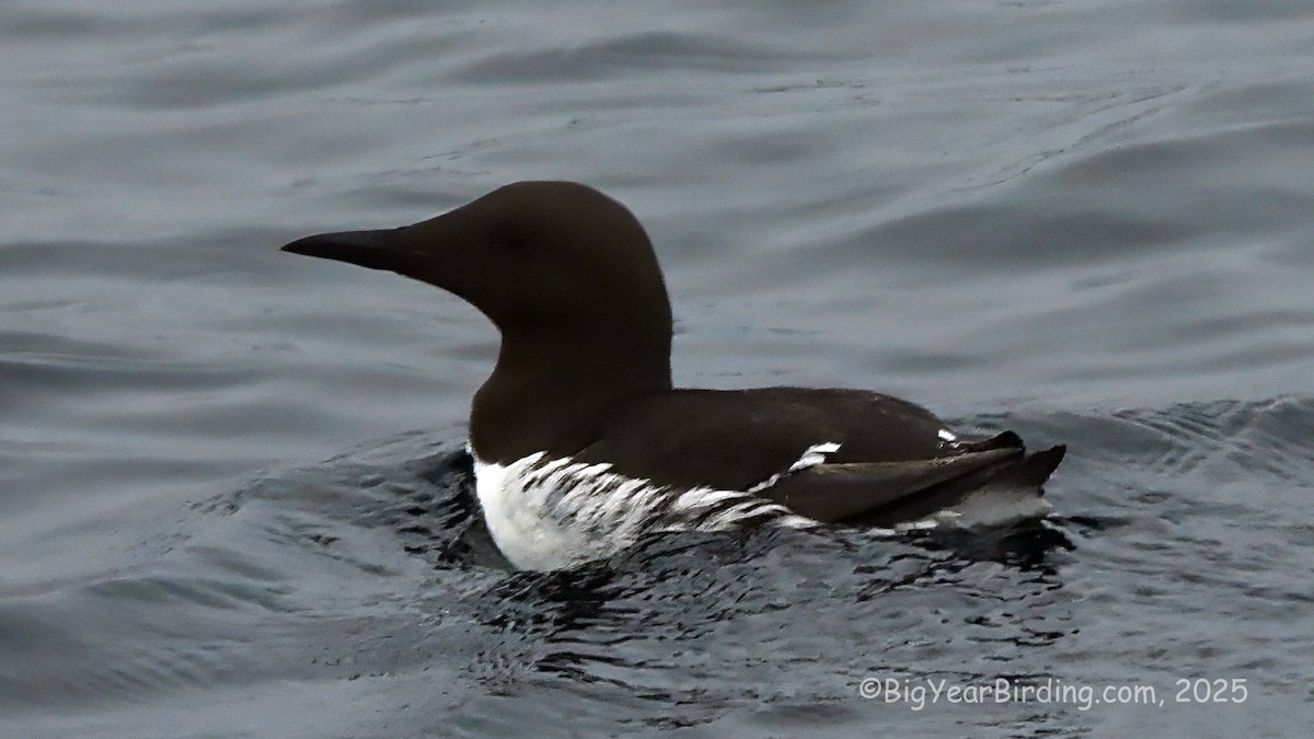 Guillemot marmette - ML638333628