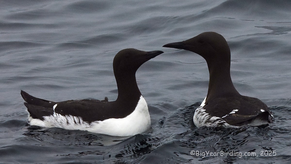 Guillemot marmette - ML638333629