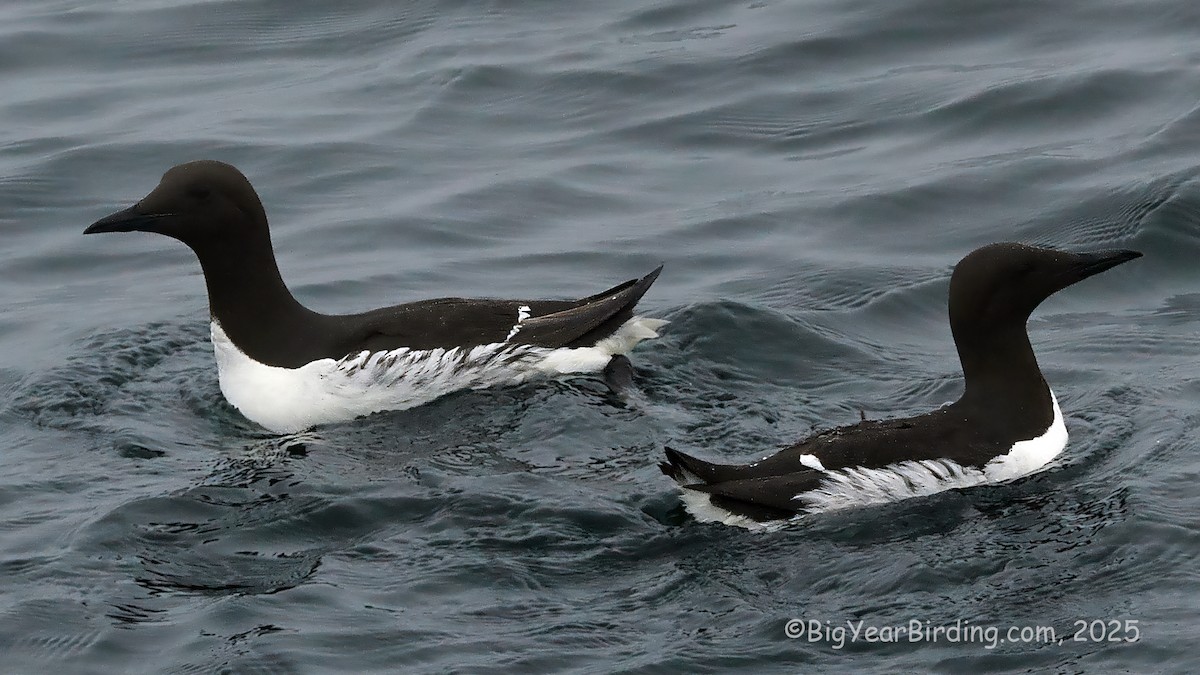 Guillemot marmette - ML638333630