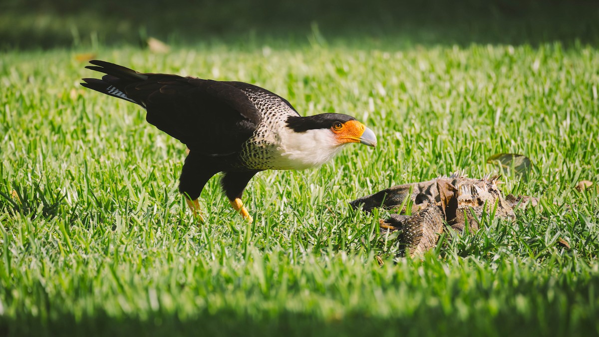 Crested Caracara - ML638333631