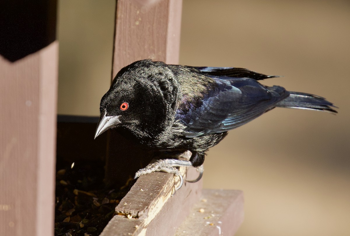 Bronzed Cowbird - ML638333637